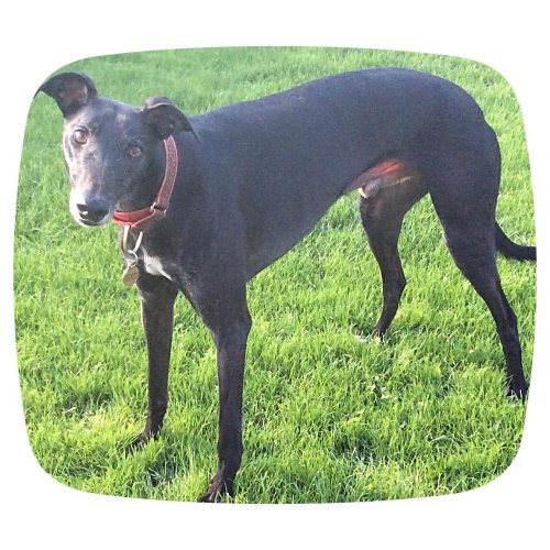 Bristol DAWG (Greyhound & Lurcher Rescue) - dates for 2023
